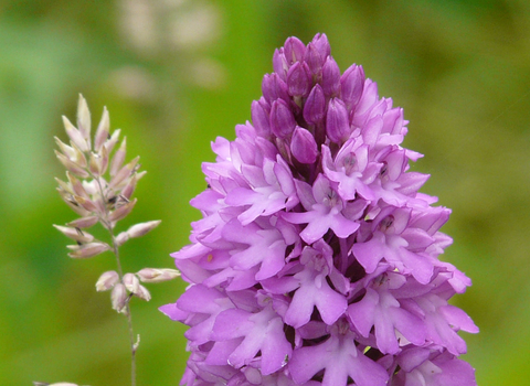 Pyramidal orchid