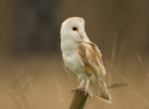 Barn Owl