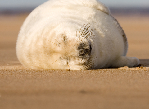 Seal pup