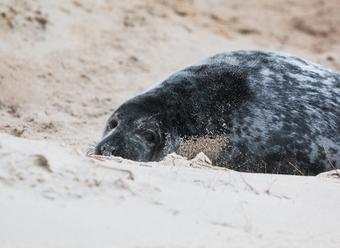 Grey seal