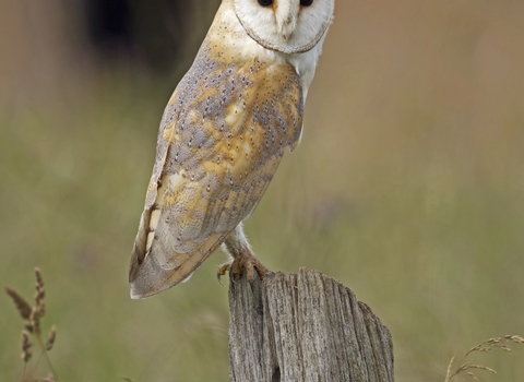 Barn owl