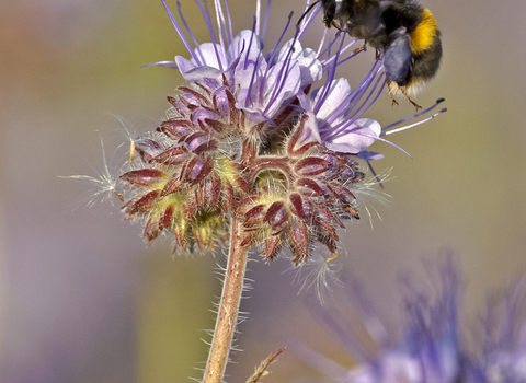 Bumblebee