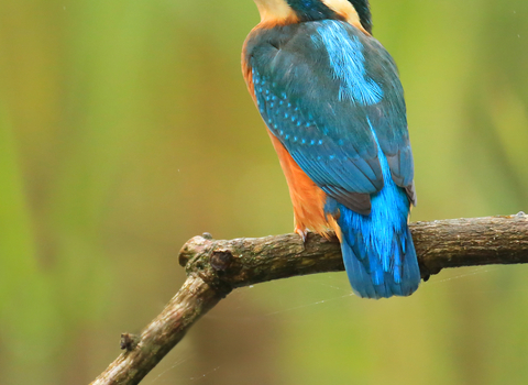 Kingfisher