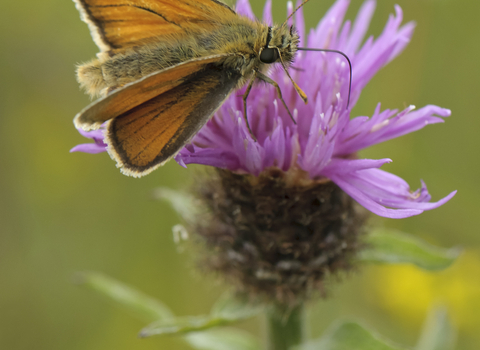 Small skipper