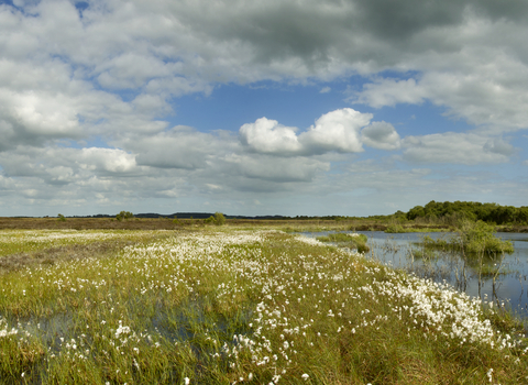 Ballynahone Bog in Northern Ireland