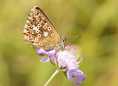 Wildflower meadow