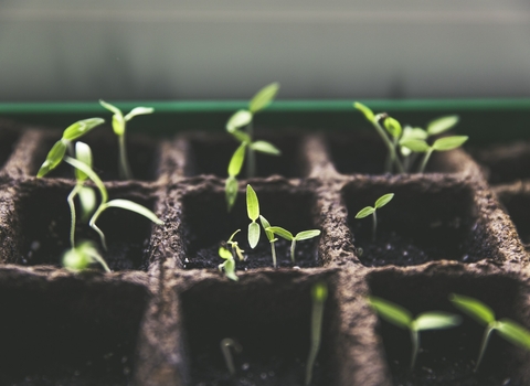 Seedlings