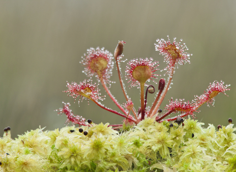 Round-leaved sundew