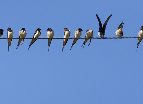 Swallows