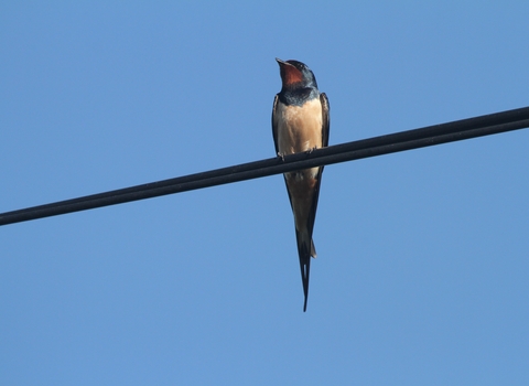 Swallow