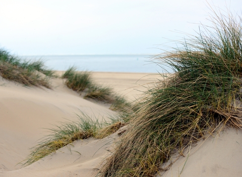 Birds of Prey on the Dunes - Dynamic Dunescapes