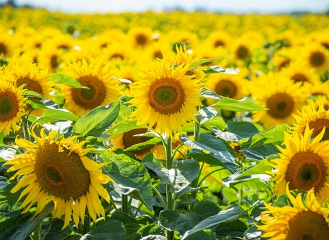 Sunflower field Vine House Farm by Matthew Roberts