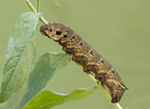 Hawk Moth Caterpillar Insect Facts - A-Z Animals
