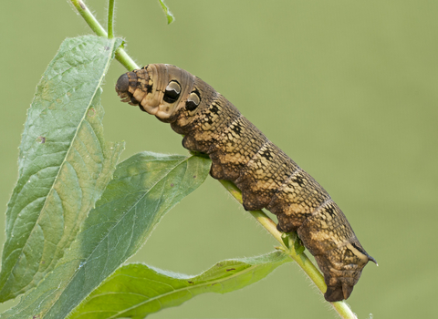 Elephant hawk-moth caterpillar