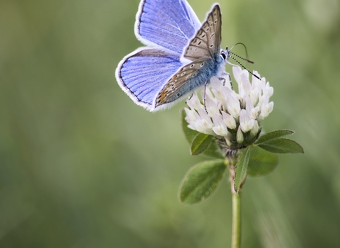 Blue butterfly