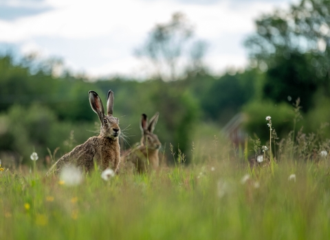 Hare