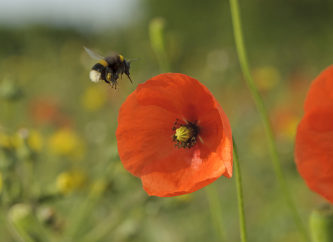 Bumblebee on farmland