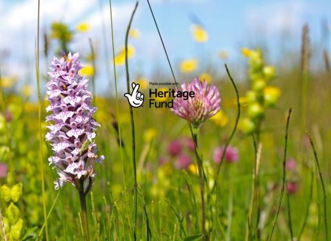 Common spotted orchids