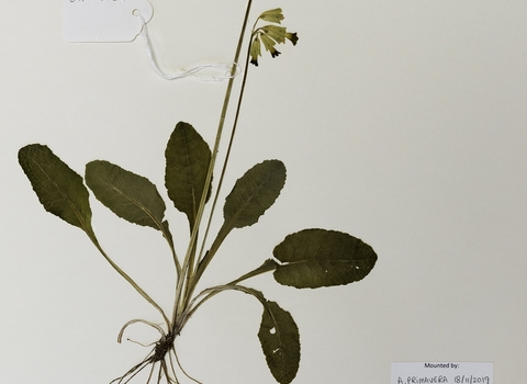 Pressed cowslip specimen