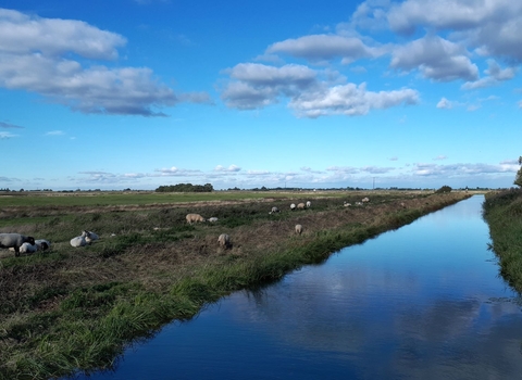 Counter Drain at Willow Tree Fen