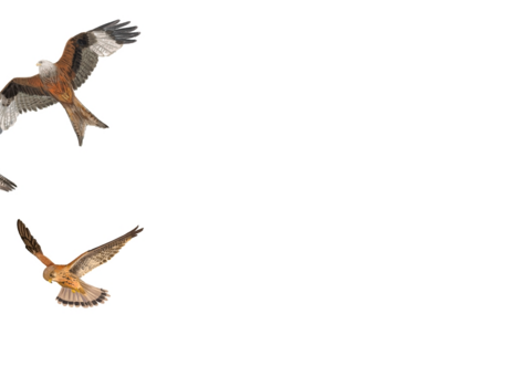 British Birds of Prey & Owls A4 Identification Chart Wildlife