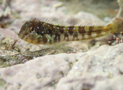 A Montagu's blenny floating above a rocky sea floor.