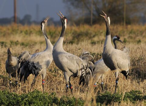 A group of common cranes bugling (c) Nick Upton/2020VISION