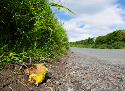 Yellowhammer