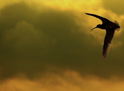 Curlew in the Peak District