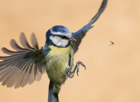 Blue tit