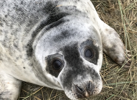 Grey seal pup at Donna Nook December 2022