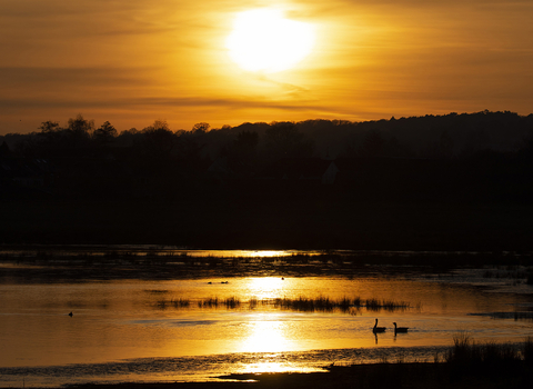 Canada geese on water at sunset