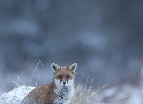 Red fox in snow (c) Danny Green/2020 Vision