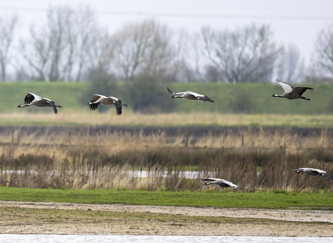 Cranes in flight (c) David Roberts