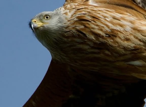 Close-up of a red kite flying over Gibraltar Point