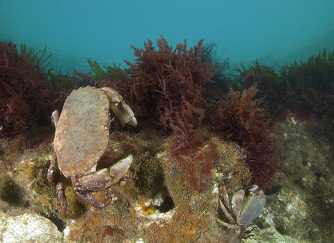 Crab on Cromer Shoal Chalk reef