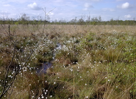 Crowle Moor