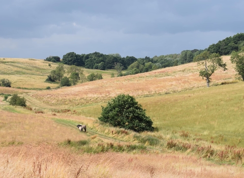 Snipe Dales