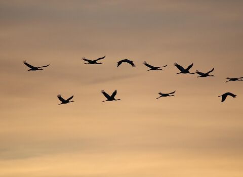 common cranes in flight silhouette