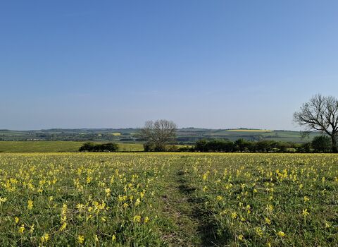Path through cowslips at Red Hill