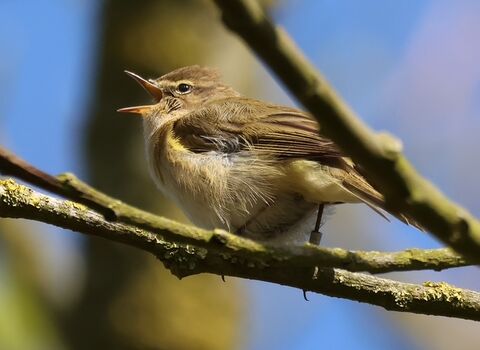 Chiffchaff singing at Gibraltar Point