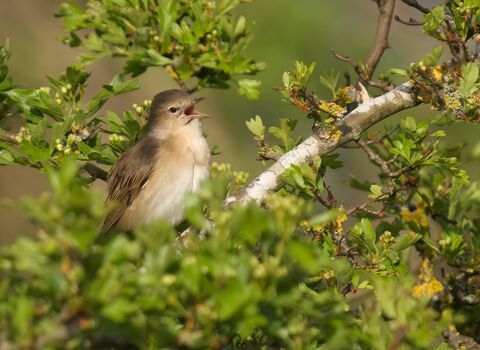 Garden warbler singing at Gibraltar Point NNR