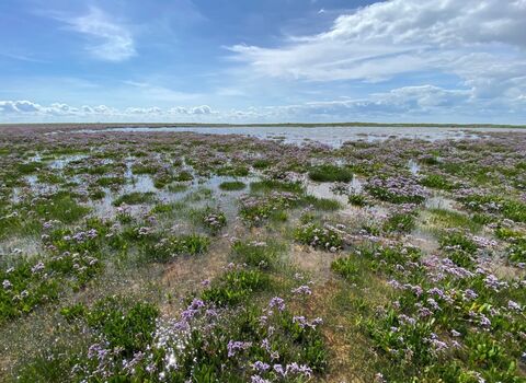 Saltmarsh at Gibraltar Point