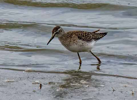 A wood sanspiper trekking along the water's edge. It's a medium-sized wading bird with pale spangling on its dark back, a pale belly and a strong, pale line above the eye