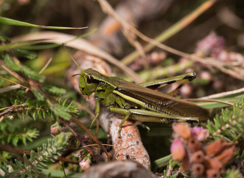 A large marsh grasshipper standing on a fallen branch. It's a green grasshopper with black and yellow banding on the knees of the hind leg