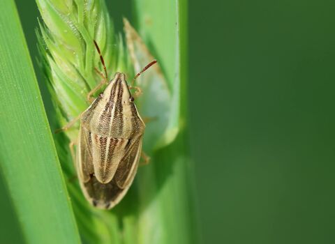 A bishop's mitre shieldbug clinging to a grass seedhead. It's an oval-shaped bug with a pointed face. It is golden brown with darker stripes along the back.