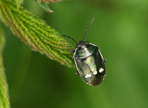 A brassica shieldbug resting on a leaf. It's an oval-shaped, black bug with a white border around its body and three white dots across its back, near the wing tips