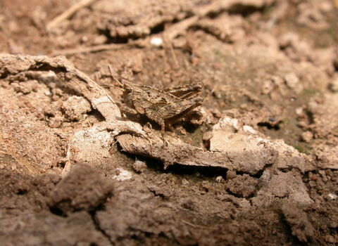A common groundhopper blending in with bare soil. It's a stocky relative of the grasshoppers, with a raised ridge running along its back