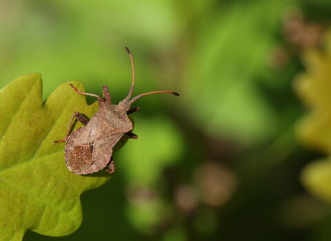 A dock bug resting on a leaf. It's a broad, brown bug with prominent shoulders. Its long antennae end in dark tips.