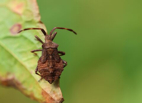 A dock bug nymph resting on a reddening leaf. It's a broad, brown bug with prominent angular shoulders, a rounded abdomen and long, thick antennae
